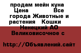 продам мейн куна › Цена ­ 15 000 - Все города Животные и растения » Кошки   . Ненецкий АО,Великовисочное с.